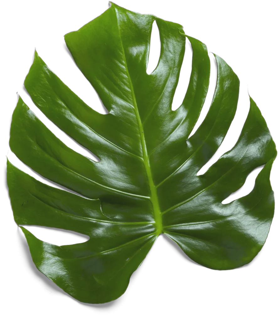 What’s Inside This Month Box? - Wellbeing Template